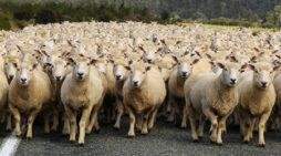 Former Yale professor: Colleges turning out ‘excellent sheep’, that are ‘anxious and lost’